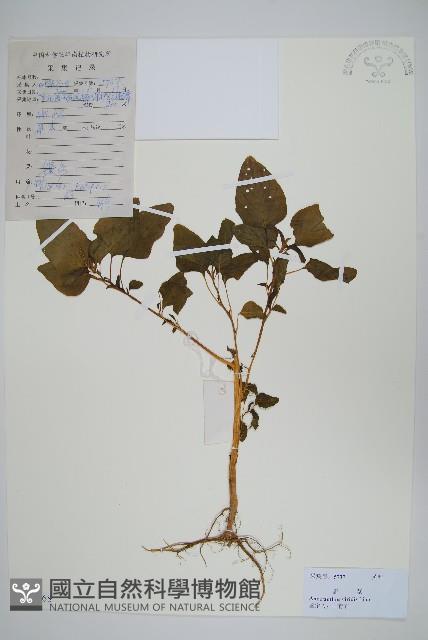 野莧菜藏品圖，第1張