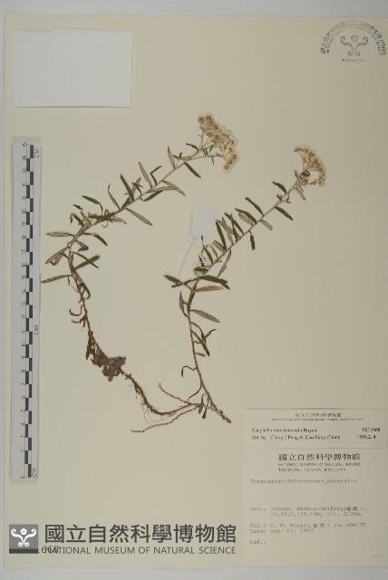 玉山抱莖籟簫藏品圖，第1張