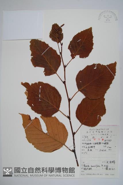 亮葉樺藏品圖，第1張