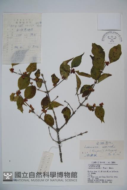 金銀忍冬藏品圖，第1張