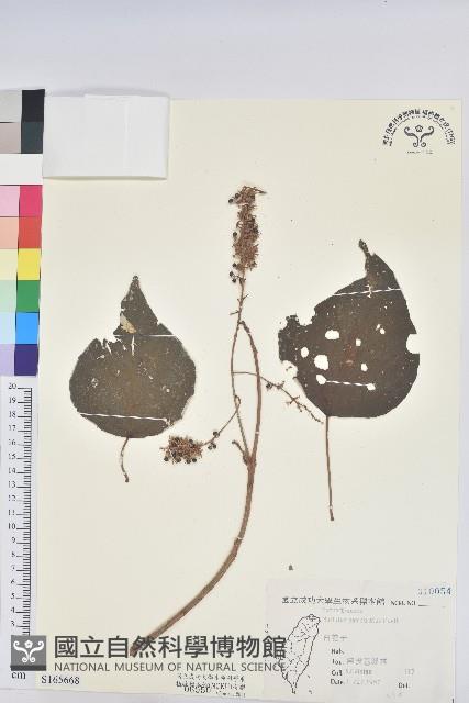 白匏子藏品圖，第1張