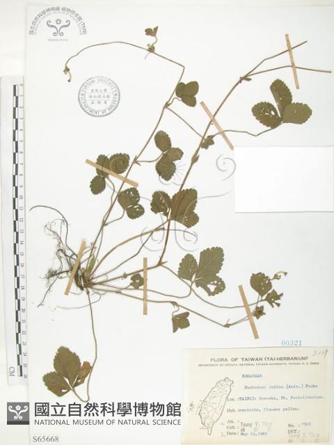 蛇莓、地莓、龍吐珠藏品圖，第1張