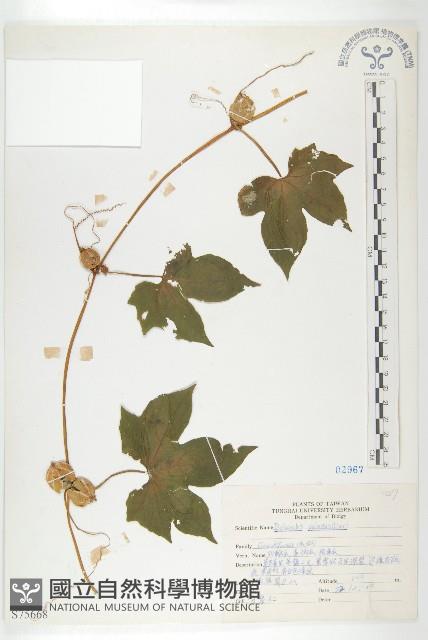 雙輪瓜藏品圖，第1張