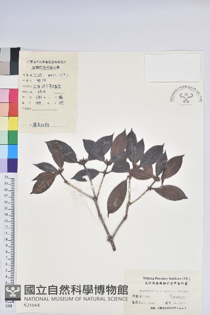 鹿角杜鵑、西施花、青紫木藏品圖，第1張