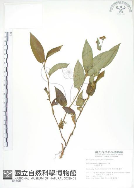 火炭母草、清飯藤藏品圖，第1張