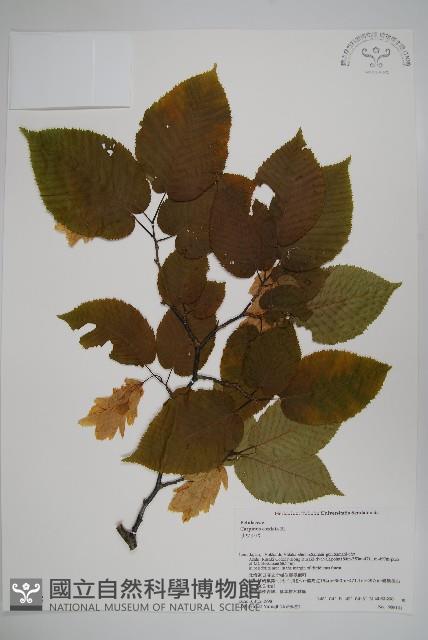 Accession Number:S074668 Collection Image, Figure 1, Total 2 Figures