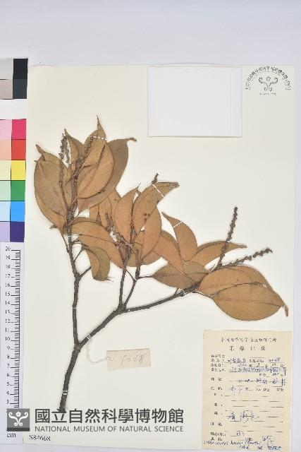 阿里山三斗石櫟、硬斗柯藏品圖，第1張