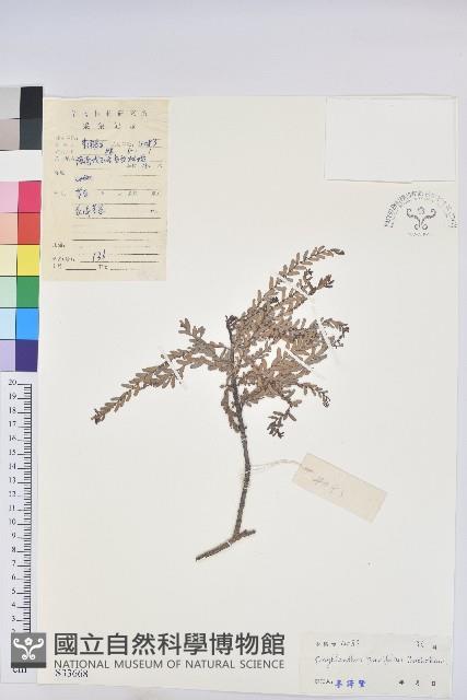 木葉下珠藏品圖，第1張