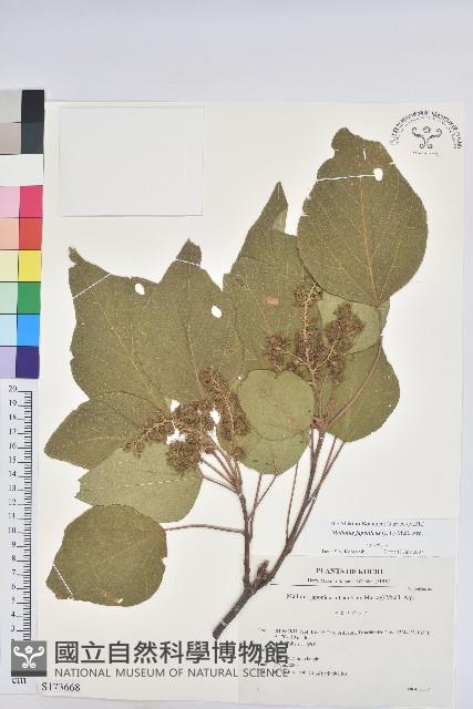 野桐藏品圖，第1張