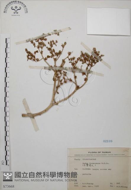 台灣佛甲草、石板菜藏品圖，第1張