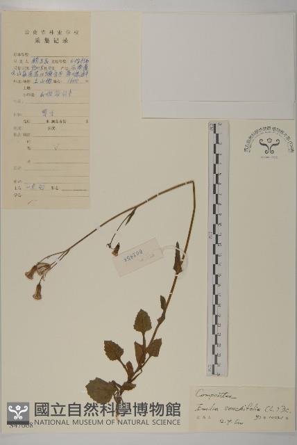 紫背草藏品圖，第1張