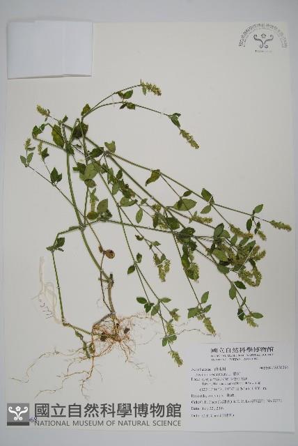 爵床藏品圖，第1張