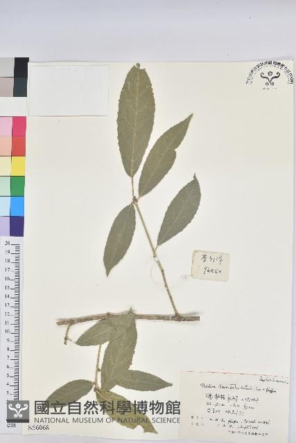 棒柄花藏品圖，第1張