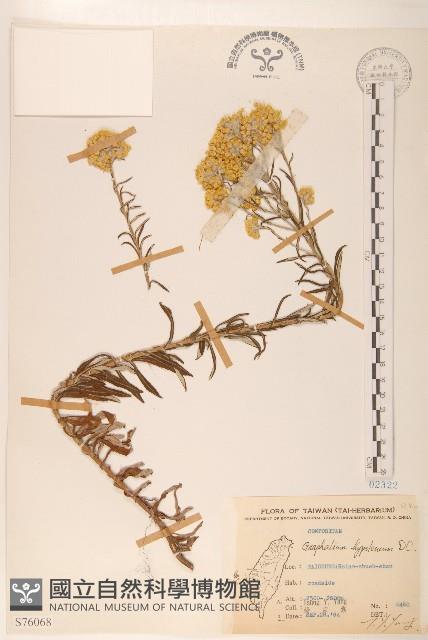 秋鼠麴草藏品圖，第1張