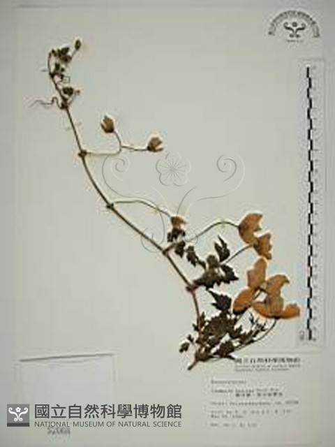 繡球藤藏品圖，第1張