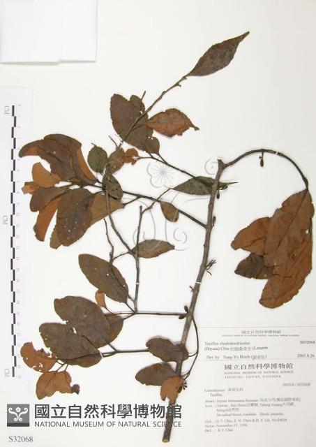 杜鵑桑寄生藏品圖，第1張