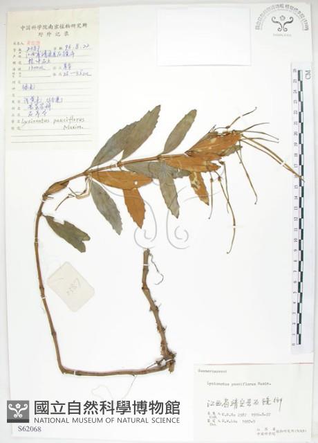 石吊蘭、吊石苣苔藏品圖，第1張