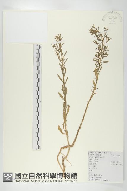 獨行菜藏品圖，第1張