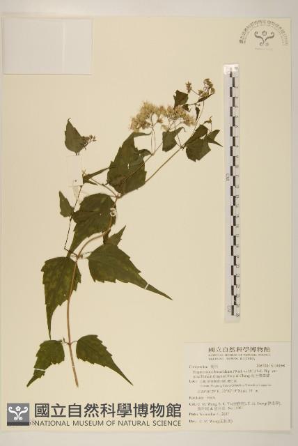 高士佛澤蘭藏品圖，第1張