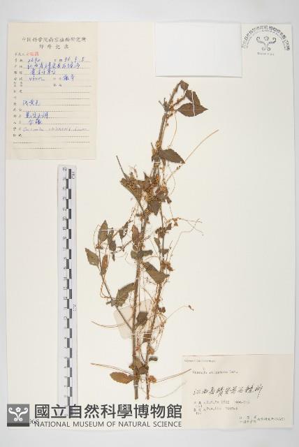 中國菟絲子藏品圖，第1張