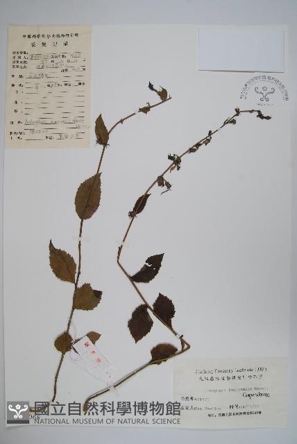 湖南沙參、寬裂沙參藏品圖，第1張