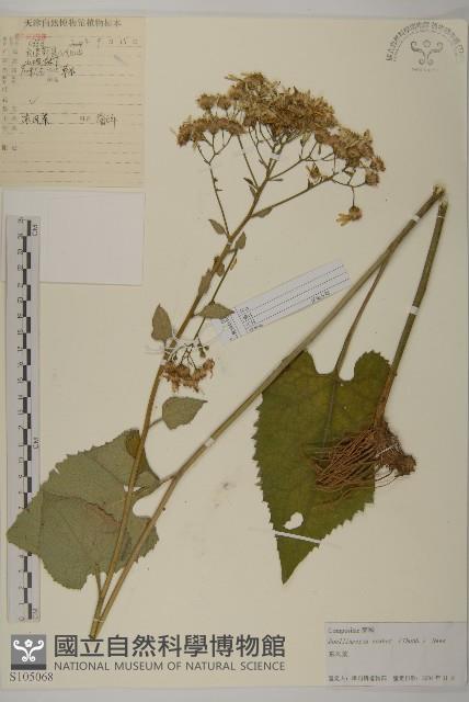 東風菜藏品圖，第1張