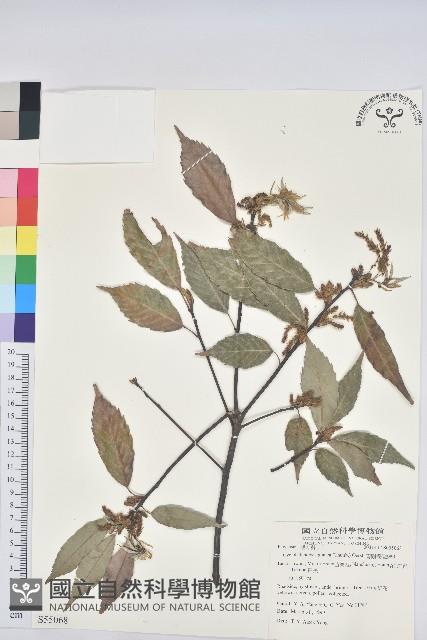 青剛櫟、鐵椆藏品圖，第1張