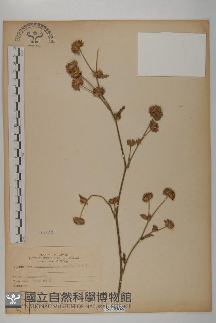 地膽草、毛蓮菜藏品圖，第1張