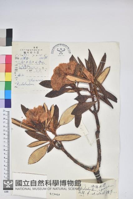 白雪杜鵑藏品圖，第1張