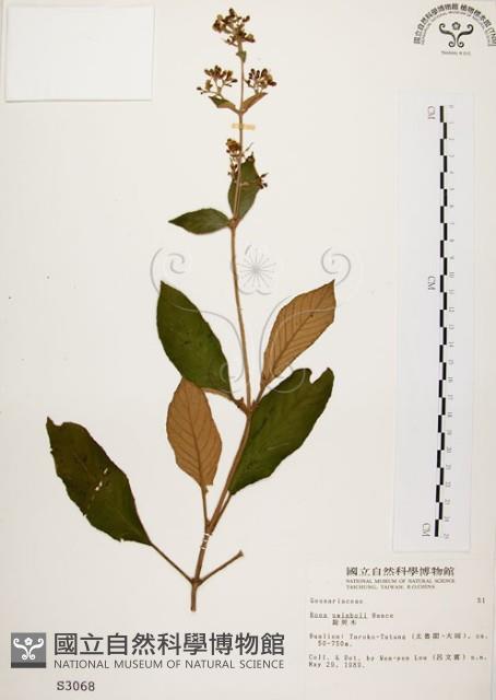 旋莢木藏品圖，第1張