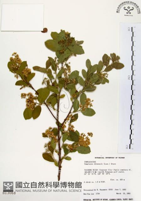 灰木藏品圖，第1張