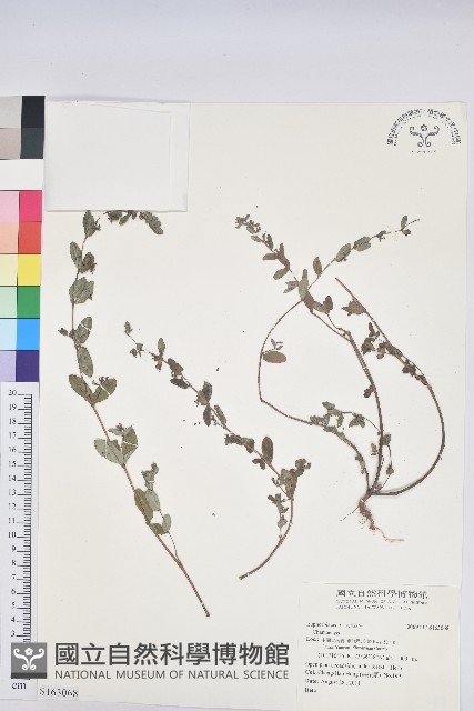 登錄號:S163068藏品圖，第1張