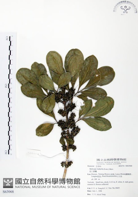 假三腳虌藏品圖，第1張