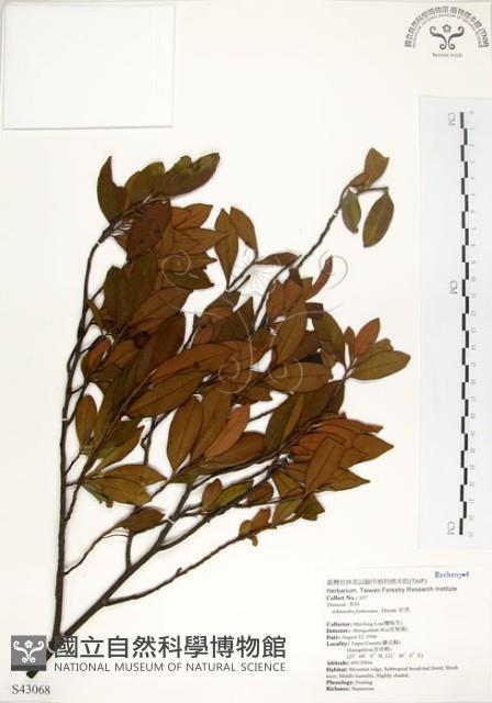 台灣楊桐藏品圖，第1張