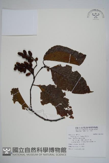 尼泊爾赤楊藏品圖，第1張