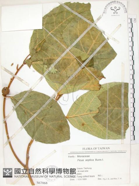 大冇榕、稜果榕藏品圖，第1張