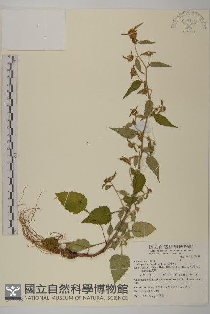 黃金珠藏品圖，第1張