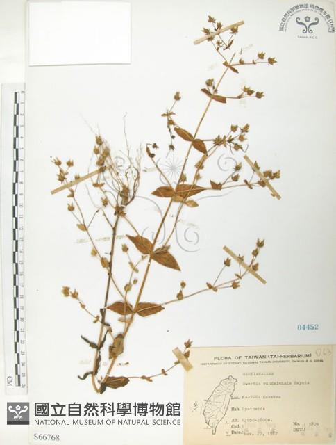 大籽當藥、巒大當藥藏品圖，第1張