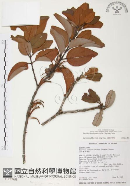 杜鵑桑寄生藏品圖，第1張