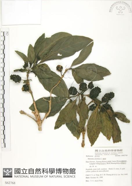 檄樹、諾麗果藏品圖，第1張