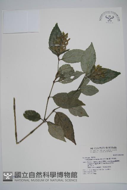 直立半插花藏品圖，第1張