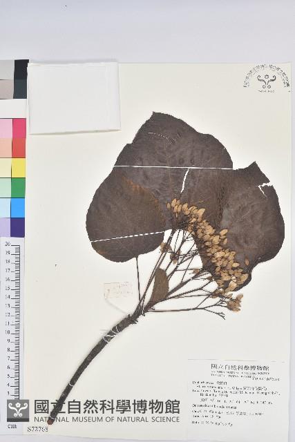 廣東油桐、皺桐藏品圖，第1張