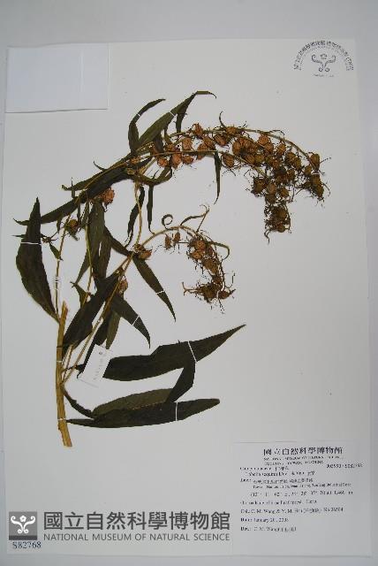 大本山梗菜藏品圖，第1張