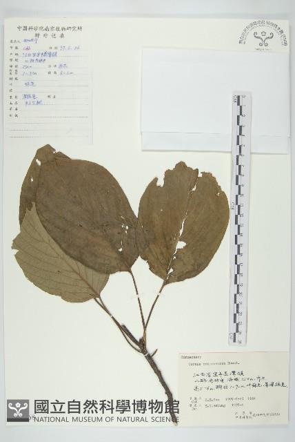 燈臺樹藏品圖，第1張