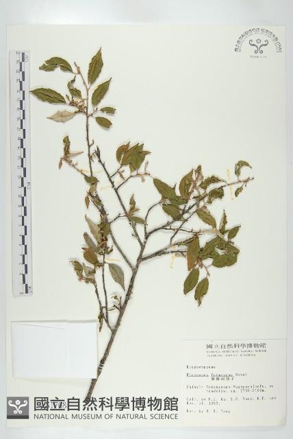 臺灣胡頹子藏品圖，第1張