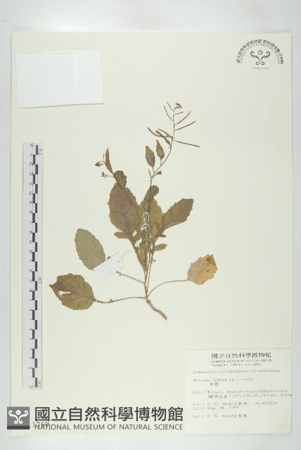 葶藶藏品圖，第1張