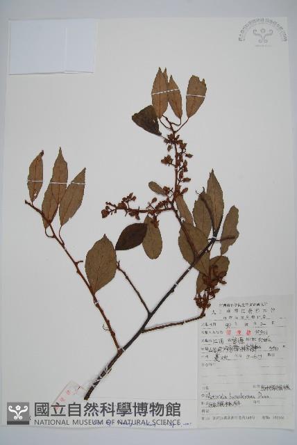 小葉獼猴桃藏品圖，第1張