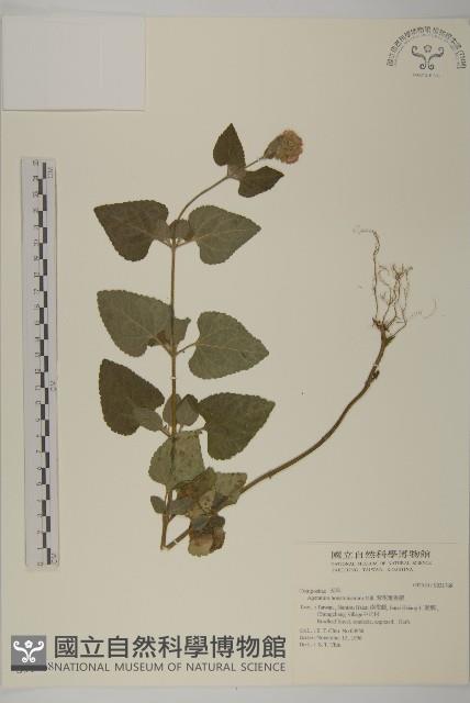 紫花霍香薊藏品圖，第1張