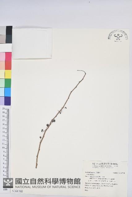 登錄號:S161768藏品圖，第1張