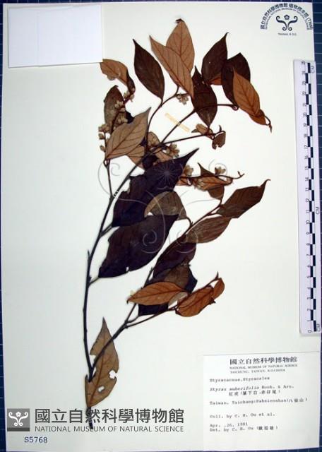 紅皮、葉下白、赤仔尾藏品圖，第1張